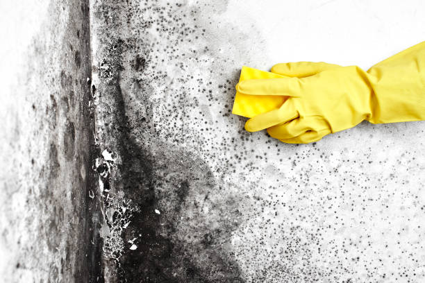 Best Mold Prevention Services  in Frankfort, OH