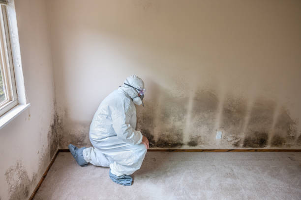 Best Asbestos and Lead Testing During Mold Inspection  in Frankfort, OH