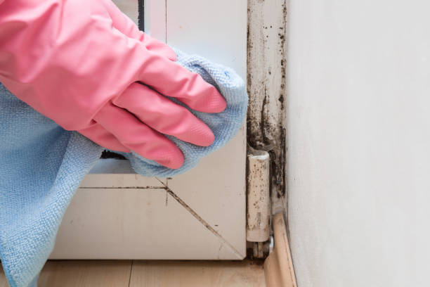 Mold Odor Removal Services in Frankfort, OH